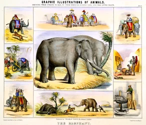 Elefantti, c1850
