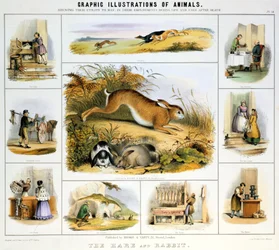 Jänis ja kani, c1850