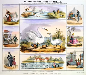 Joutsen, hanhi ja ankka, c1850