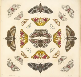 Yksityiskohta taulusta IV, teoksesta A Rare Depiction of Butterflies and Moths, pub. 1764 (käsin väritetty kaiverrus).