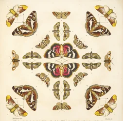 Yksityiskohta taulusta VI, teoksesta A Rare Depiction of Butterflies and Moths, pub. 1764 (käsin väritetty kaiverrus).