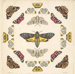 Yksityiskohta levyltä XII, julkaisusta A Rare Depiction of Butterflies and Moths, pub. 1764 (käsinvärinen kaiverrus)