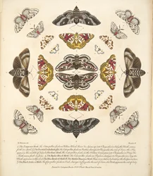 Taulu IV, teoksesta A Rare Depiction of Butterflies and Moths, pub. 1764 (käsin väritetty kaiverrus).