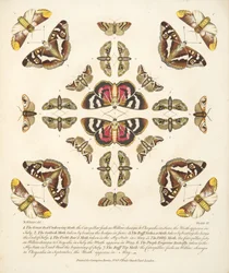 Kuva VI, julkaisusta A Rare Depiction of Butterflies and Moths, pub. 1764 (käsin väritetty kaiverrus).