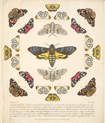 Levy XII, julkaisusta A Rare Depiction of Butterflies and Moths, pub. 1764 (käsinvärinen kaiverrus)