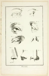 Suunnittelu: Encyclopédien kasvojen anatomia