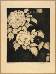 Japanilaiset pionit