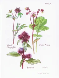 Marsh Cinquefoil, Burdock, Water Avens, 1951
