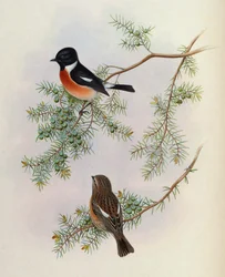 Saxicola marus indicus, Juniperus formosanalla. Aasian linnuista (John Gould), osa 4