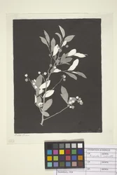 Huckleberry (muste paperille)