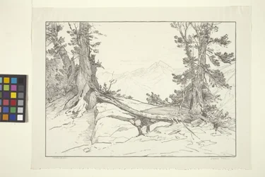 Sierra Pines (muste paperille)