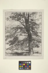 Sugar Maple (muste paperille)