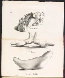Kolme osaa valaan hyoidiluusta, 1827 Os du Rocher / Os Hyoid / Corne de l
