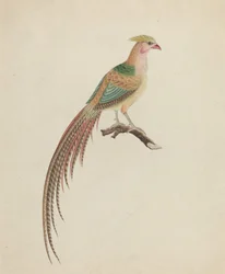 Kultafasaani (Chrysolophus pictus)