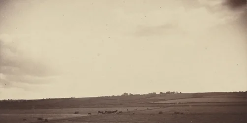 Näkymä pellolle lehmien kanssa,1850-1860-luku (kuva)