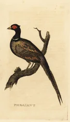 Tavallinen fasaani, Phasianus colchicus