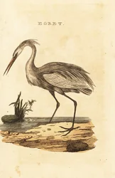 Isohaikara, Ardea alba