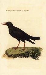 Punanukkanen, Pyrrhocorax pyrrhocorax