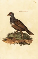 Nummiriekko, Lagopus lagopus scotica