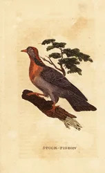 Kyyhkynen, Columba oenas