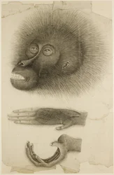 Orangutanin pää ja kädet, n. 1818-30 (kynä ja akvarelli paperille)