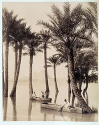 Palmulehto Egyptin pyramidien juurella - Zangali-veljesten valokuva, 1800-luvun loppu
