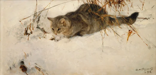 Kissa vaanii hiirtä lumessa