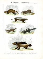 Mustelidien lihansyöjät