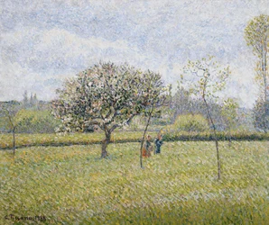 Apple Tree in Flower at Eragny; Pommier en Fleur a Eragny, 1888