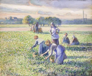 Herneiden korjuu, 1887