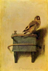 Arabiaa:  Arabia: The goldfinch.