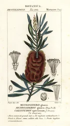 Albany pulloharja, Callistemon kaunis