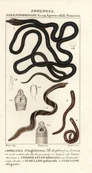 Saapasnauhamato, Lineus longissimus 1, Borlasia angliae 1, proboscis mato, Cerebratulus bilineatus 2, Cerebratulus bilineatus 2, nauhamato, Tubulanus polimorphus 3, Tubulanus elegans 4