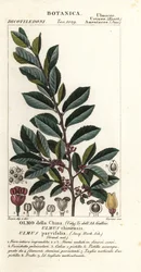 kiinalainen jalava tai pitsijalava, Ulmus parvifolia, Ulmus chinensis, Olmo della China