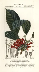 Cyrtandre-kasvi, Cyrtandra staminea, Cirtandra staminea