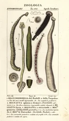 Kalamato ja makean veden iilimato: Branchiobdellida 1, Pontobdella spinosa 2, Whitmania laevis 3, Hirudo vittata 4, Piscicola geometra 5, Ichthyobdella geometra 5, Geobdella trochetii 6