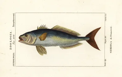 Amberjack, Seriola dumerili, Seriola di Dumeril