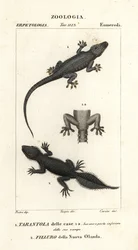 Talogekko, Hemidactylus frenatus 1 ja leveähäntägekko, Phyllurus platurus 2