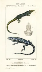 Viidakkojuoksu, Ameiva ameiva,, Lucertola ameiva 1 ja kultainen tegu, Tupinambis teguixin, Safeguard of America