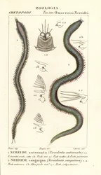 Leodice antennata, Nereidonta antennata 1 ja Eunice sanguinea, Nereidonta sanguinea 2