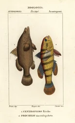 Niilin ahven, Lates niloticus ja unikala tai gudgeon, Ophiocara macrolepidota