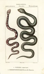 Rengaskaulainen sylkevä kobra, Hemachatus haemachatus 1 ja Martinique lancehead, Bothrops lanceolatus 2