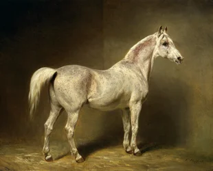 ”Beatrice”, Helmuth Graf von Moltken valkoinen arabialainen ratsuruuna, 1855