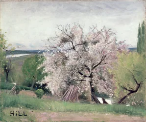 Hedelmäpuu paikassa Blossom, Bois-le-Roi