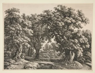 Metsän maisema