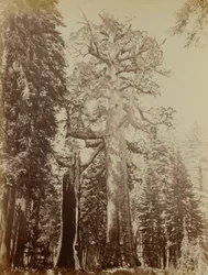 Harmaakarhun jättiläinen, Mariposa Grove