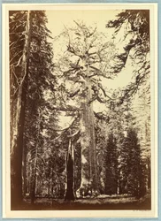 Grizzly Giant, Mariposa Grove, Yosemite