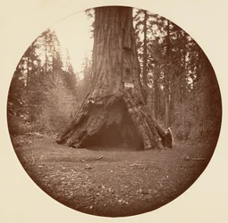 Pioneers Cabin - Calaveras Grove, n. 1878.