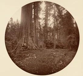 Metsän isä - C. Grove, n. 1878.