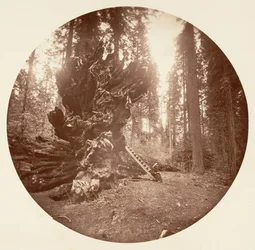 Metsän isä - Hevosen selkäpuoli. Calaveras Grove, n. 1878.